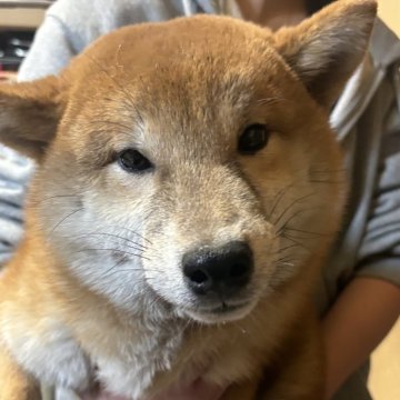柴犬(標準サイズ)【香川県・男の子・2023年8月5日・赤】の写真「雄らしいキリッとした柴犬です。実物抜群」